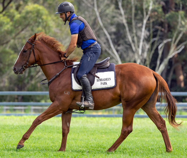 Horse Syndications by Dynamic Syndications